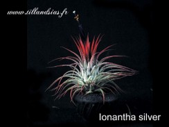ionantha-silver.jpg