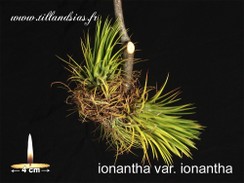 ionantha var. ionantha.jpg