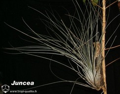 juncea.jpg