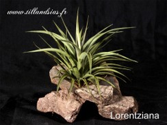lorentziana.jpg