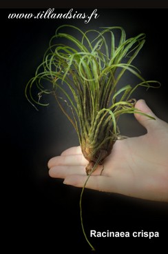 racinaea crispa.jpg