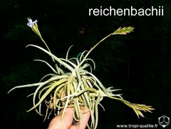 reichenbachii_3.jpg