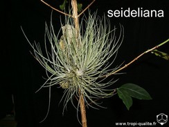 seideliana_03.jpg