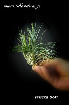 stricta Soft_2.jpg