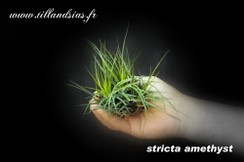 stricta amethyst.jpg
