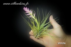 stricta.jpg