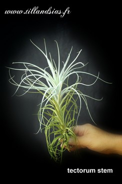 tectorum stem.jpg