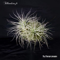 tectorum_minima_2015.jpg