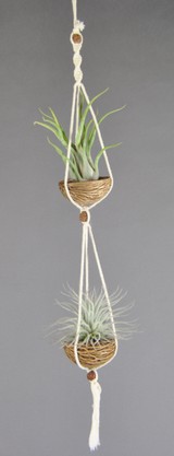 APODUO_Caputmedusae -Tectorum.jpg