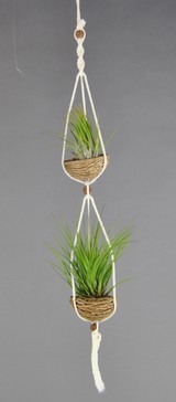 APODUO_Ionantha-Tricolor.jpg