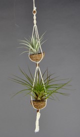 APODUO_Secunda-Tricolor.jpg