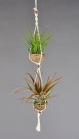 APODUO_Tricolor-Capitata.jpg