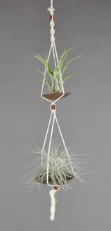 DUOCOCO_Caput_Medusae-Tectorum.JPG