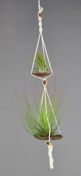 DUOCOCO_Ionantha-Festucoides.JPG