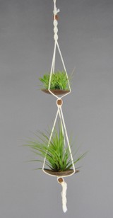 DUOCOCO_Ionantha_en_touffe-Tricolor.JPG