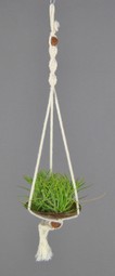 COCO_SOLO_Ionantha Touffe.JPG