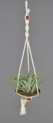 COCO_SOLO_Plagiotropica.JPG