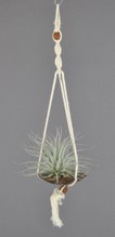 COCO_SOLO_Tectorum.JPG