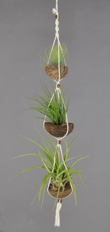 APOTRIO_Andreana-Tricolor-Abdida.JPG