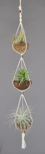 APOTRIO_Ionnantha-Aeranthos-Tectorum.JPG