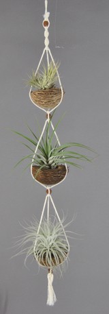 APOTRIO_Ionnantha-Fasciculata-Tectorum.JPG
