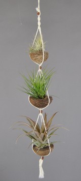 APOTRIO_Ionnantha-Tricolor-Capitata Rouge.JPG