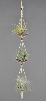 COCOTRIO_Capitata+ CottonCandy+ Tecorum.JPG