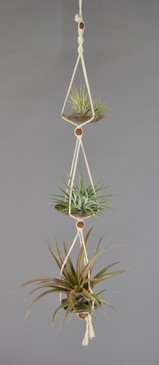 COCOTRIO_Ionantha+Aeranthos+Capitata+Rouge.JPG