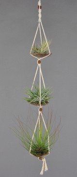 COCOTRIO_Ionantha+Meridionalis+Festucoides.JPG