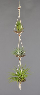 COCOTRIO_Ionnantha+ Meridionanis+Veutina.JPG