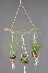 BALAPO_Juncea+Plagiotropica+Tricolor.JPG