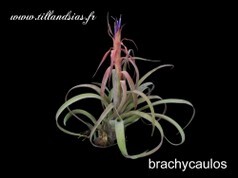 Brachycaulos.jpg
