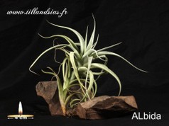 Albida.jpg
