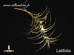 Latifolia.jpg
