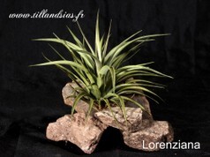 Lorentziana_B.jpg