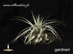 Gardnerii.jpg