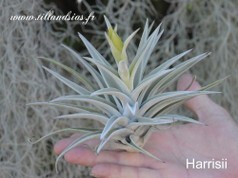 Harrisii.jpg