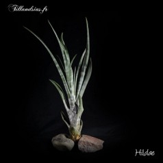 Hildae.jpg