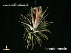 Hondurensis.jpg