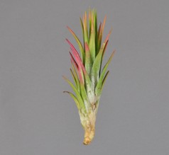 Ionantha-var-Van-Hyningii (XL).JPG