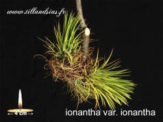Ionantha-var.-ionantha.jpg