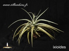 Ixioides.jpg