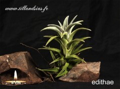 Edithae.jpg