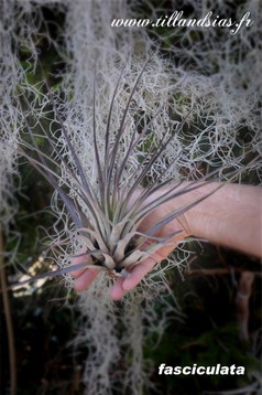 Fasciculata.jpg