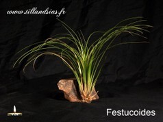 Festucoides.jpg