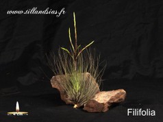 Filifolia.jpg