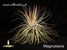 Magnusiana.jpg