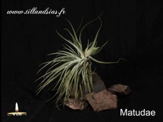 Matudae.jpg
