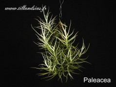 Paleacea.jpg
