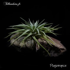 Plagiotropica.jpg